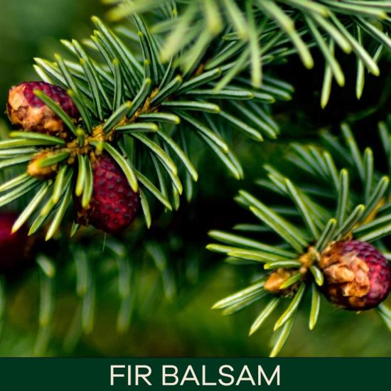 Fir balsam miris za sveće