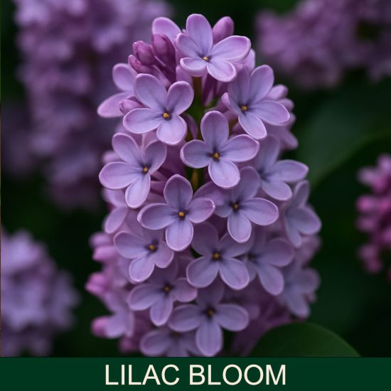Liliac Bloom miris za sveće