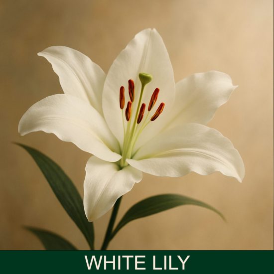 White Lily miris za sveće