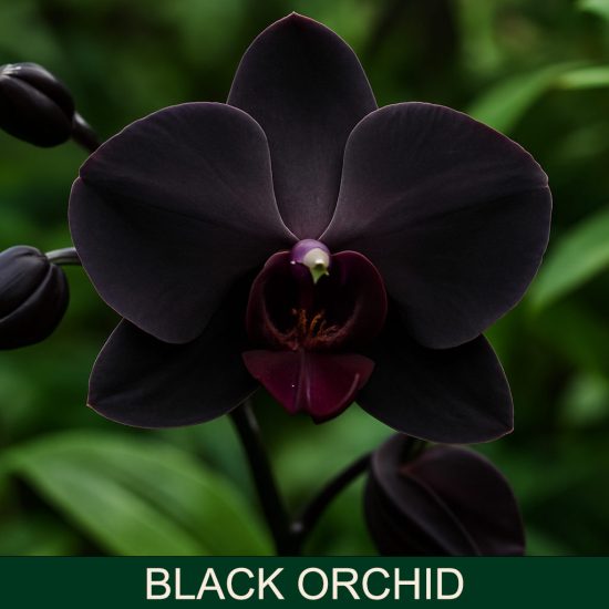 Black orchid miris za sveće
